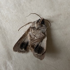 Persectania dyscrita