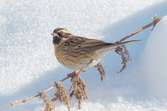 Prunella atrogularis