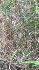 Amphibolurinae