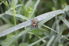 Scaptia auriflua