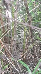 Amphibolurinae