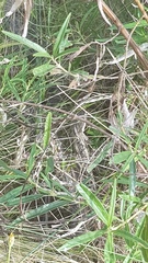 Amphibolurinae