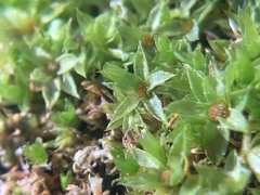 Funaria hygrometrica