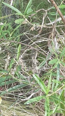 Amphibolurinae