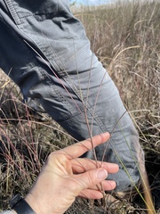 Schizachyrium rhizomatum