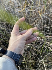 Schizachyrium rhizomatum