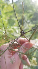 Jalmenus evagoras