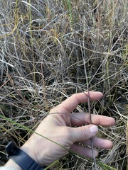 Schizachyrium rhizomatum