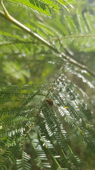 Peltoschema oceanicum