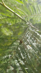 Peltoschema oceanicum