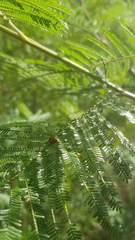 Peltoschema oceanicum