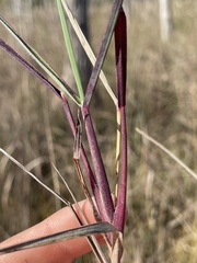 Digitaria pauciflora