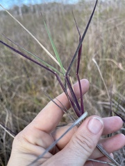 Digitaria pauciflora