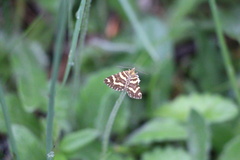 Chrysolarentia