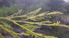 Jalmenus evagoras