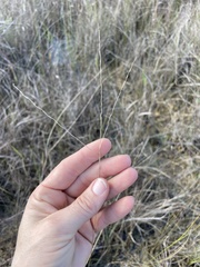 Digitaria pauciflora