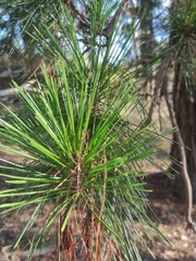 Casuarinaceae