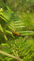 Rhinotia haemoptera