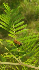 Rhinotia haemoptera