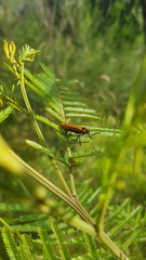 Rhinotia haemoptera