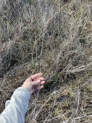 Digitaria pauciflora