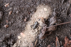 Gryllus bimaculatus