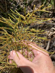 Austrolycopodium fastigiatum
