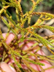 Austrolycopodium fastigiatum