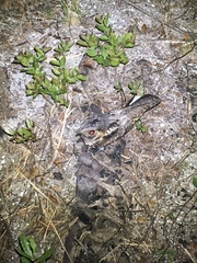 Antrostomus vociferus