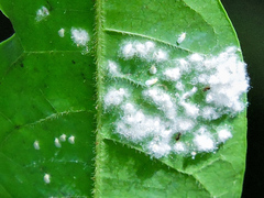 Aleurothrixus floccosus