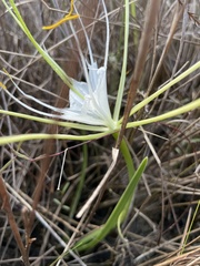 Hymenocallis palmeri
