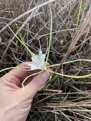 Hymenocallis palmeri