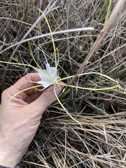 Hymenocallis palmeri