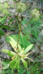 Lilium martagon pilosiusculum