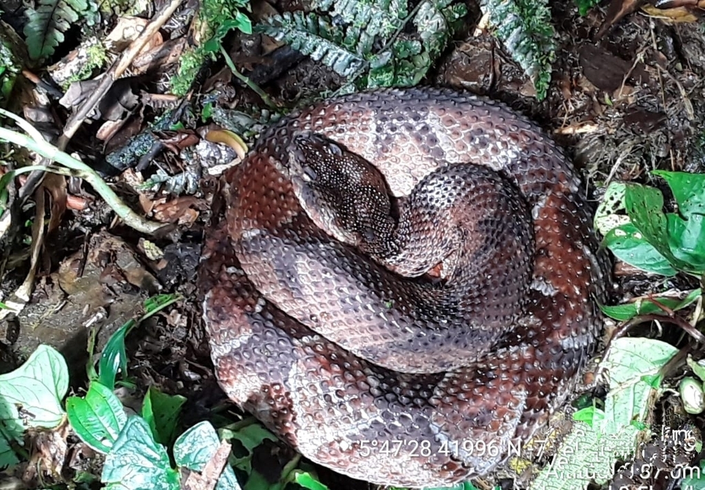 Colombian Lancehead