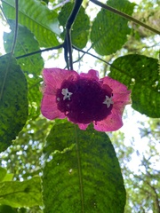 Palicourea correae