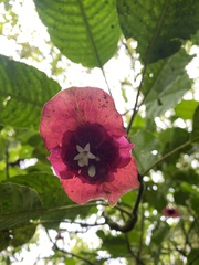 Palicourea correae