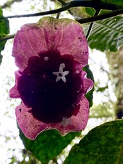 Palicourea correae