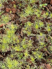 Cosmos bipinnatus