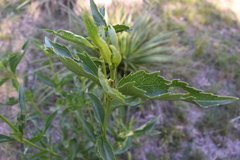 Chromolaena laevigata