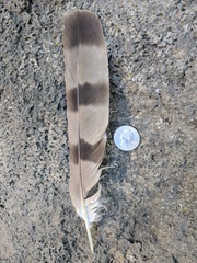 Accipiter cooperii