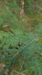 Calomela parilis