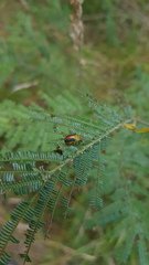 Calomela parilis