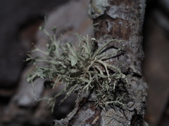 Ramalina