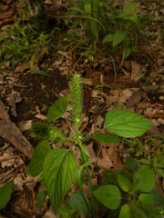 Acalypha