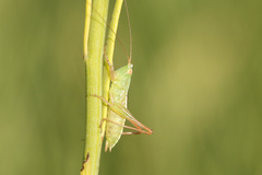 Conocephalus longipes