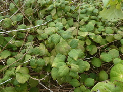 Fuchsia perscandens