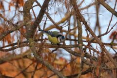 Cyanistes caeruleus