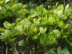 Griselinia littoralis