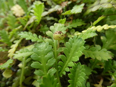 Leptinella dioica